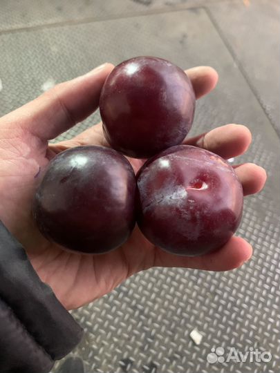 Професиональная обрезка плодовых деревьев