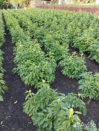 Пионы букет