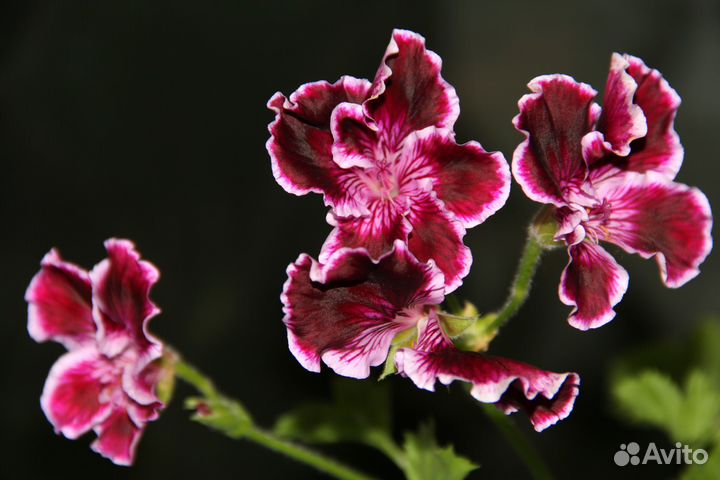 Пеларгония герань сортовая