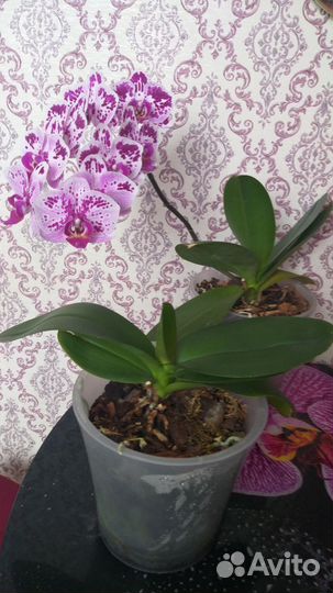 Орхидея