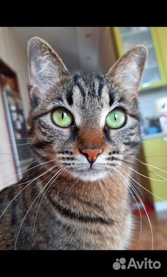 Кошка в дар бесплатно