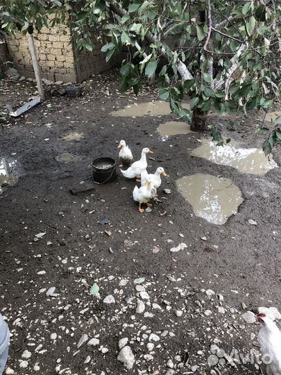 Утки башкирские