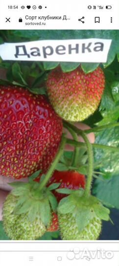 Клубника сорт Даренка