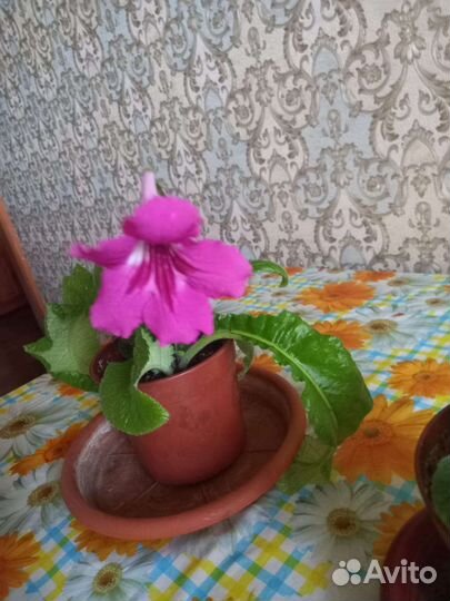 Фиалка, стрептокарпус