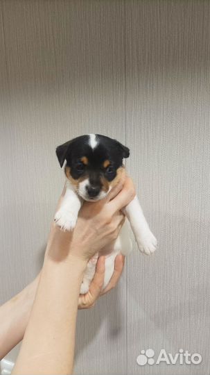 Джек рассел терьер