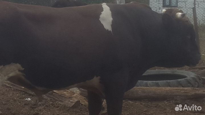 Быки,бычки,телки
