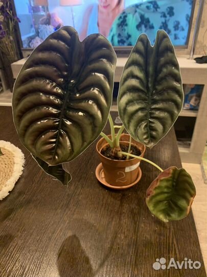 Алоказия Ред Секрет