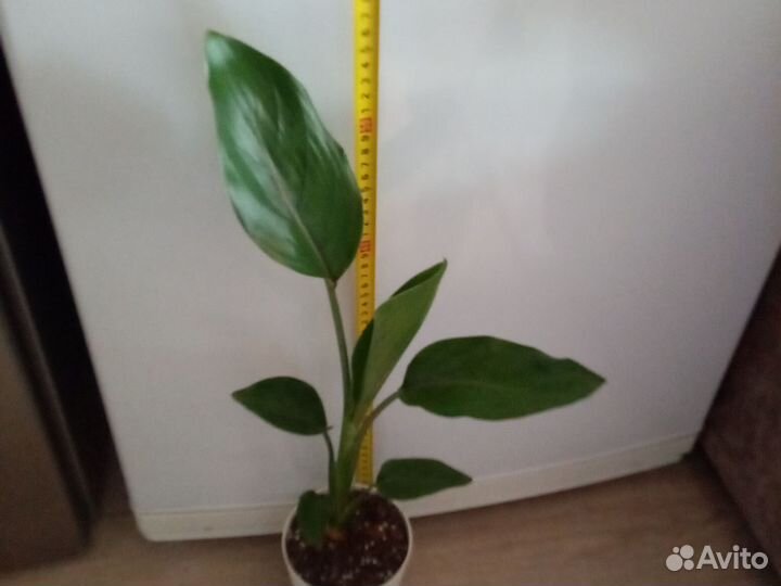 Комнатный Цветок(Стрелиция регина)