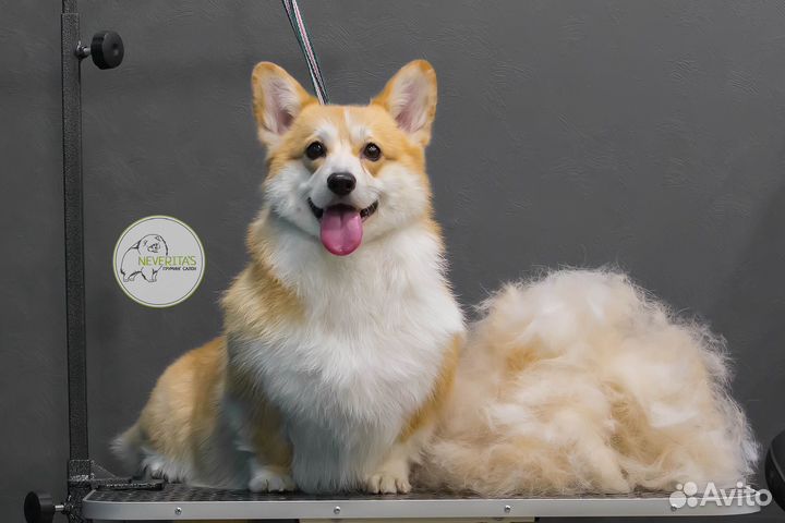 Экспресс линька для собак и кошек