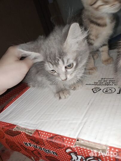 Котята в добрые руки даром