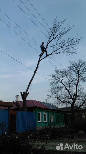 Профессиональный спил деревьев