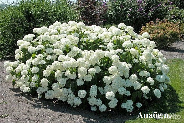 Гортензия Древовидная в ассортименте