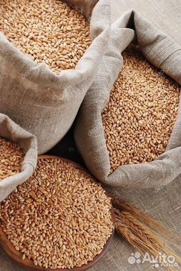 Пшеница из Крыма