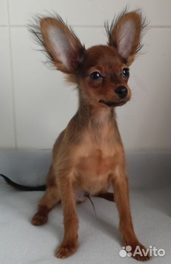 Мальчик Русский той из питомника