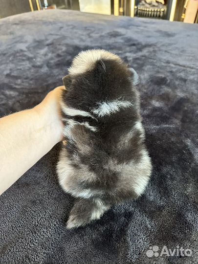 Мультиколор голубые глаза щенки шпица