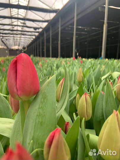 Тюльпаны с теплицы оптом
