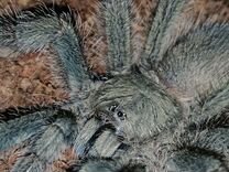 размножение пауков. паук на паутине. террариум для паука скакунчика. картинки пауков. паук скакунчик.