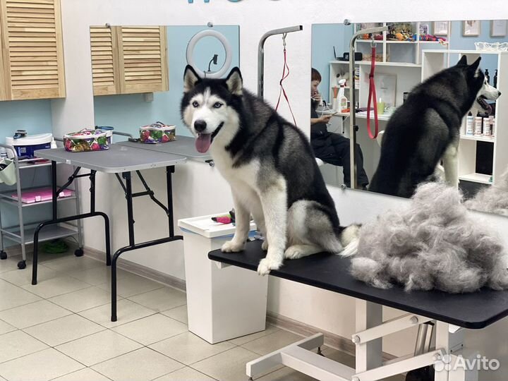 Грумминг собак и кошек. Стрижка, уход, гигиена