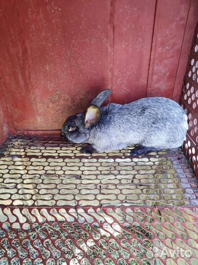 Кролики мясных пород