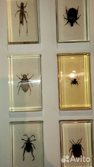 Настоящие насекомые в смоле для коллекций