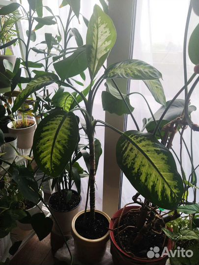 Диффенбахия вариегатная