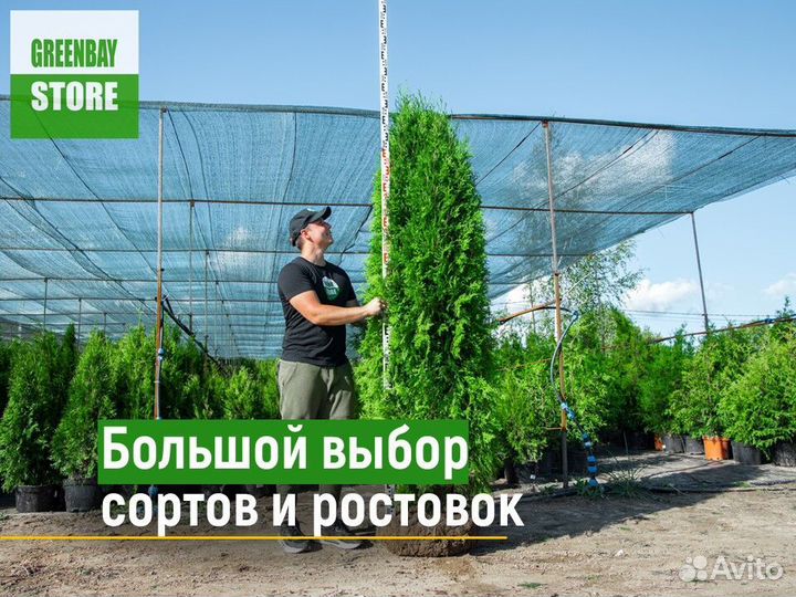 Туя смарагд 120 см свежая копка 2023