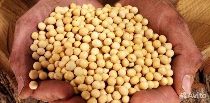 Семена канадской сои