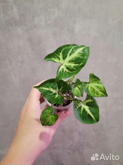 Сингониум Пинк неон, Эрроу, Империал вайт, Фриклес