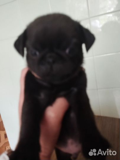 Собаки щенки