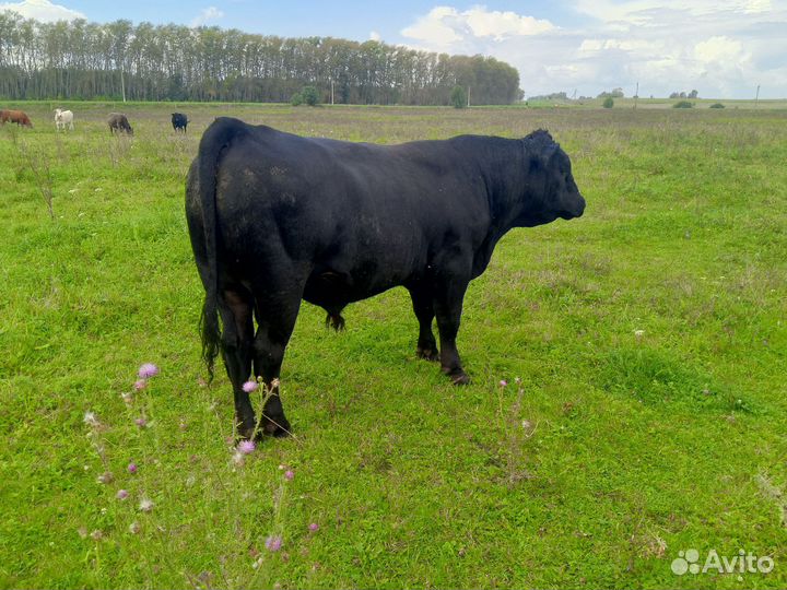 Быки живым весом