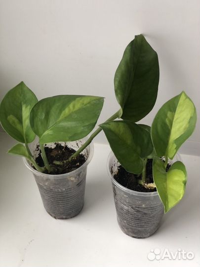 Сциндапсус /эпипремнум