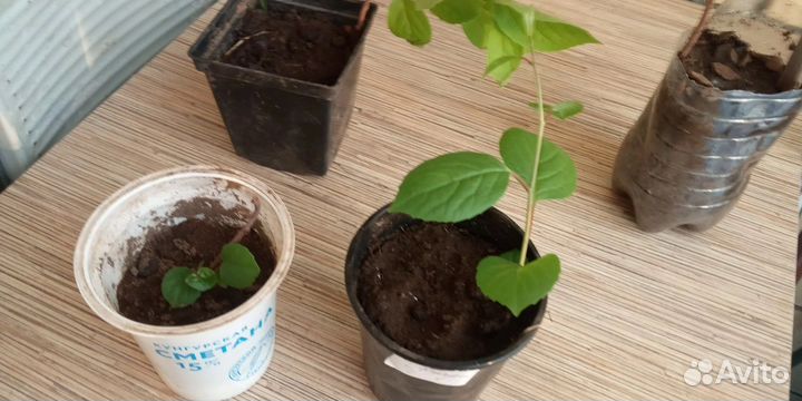 Китайский лимонник