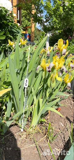 Ирис пестрый