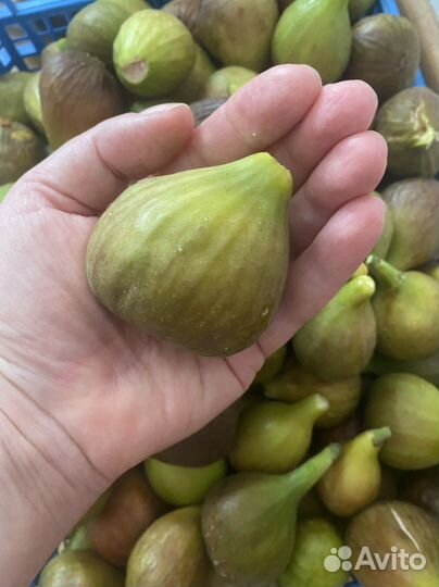 Инжир Свежие плоды