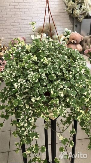 Будра ампельная