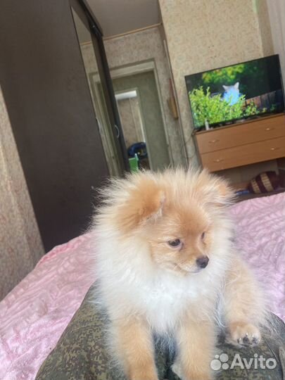 Померанский шпиц мини девочка