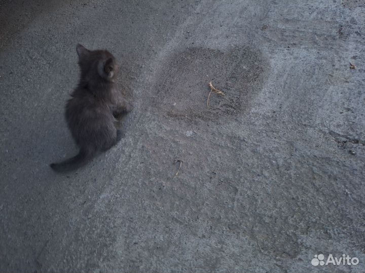 Котёнок в добрые руки бесплатно
