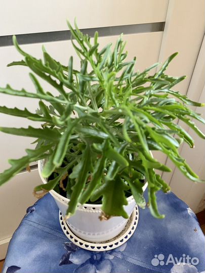 Комнатный цветок