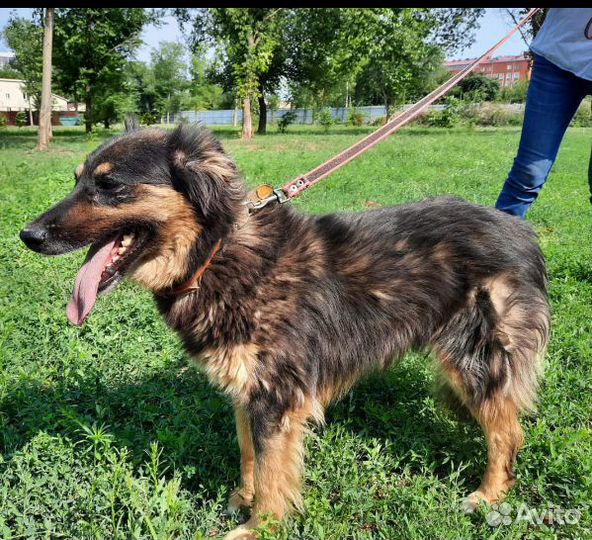 Девочка в поисках дома