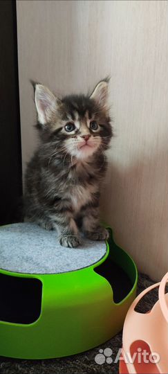 Котята Мейн-кун