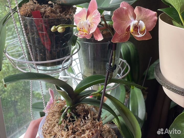 Орхидея фаленопсис
