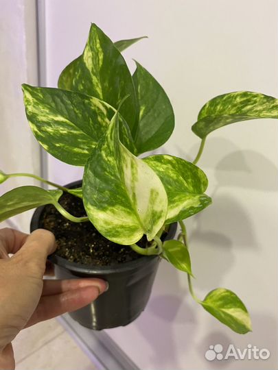 Эпипремнум (Сциндапсус)