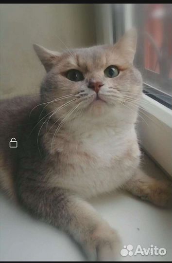 Британская золотая, голубая шиншилла вязка