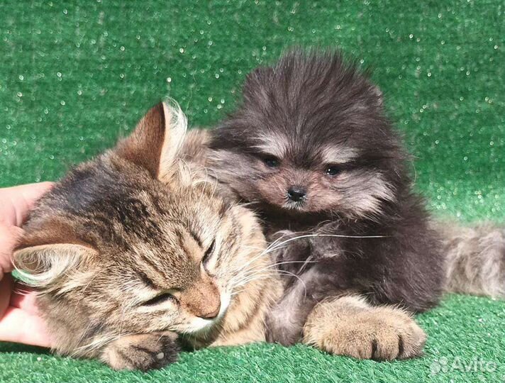 Померанский шпиц мини