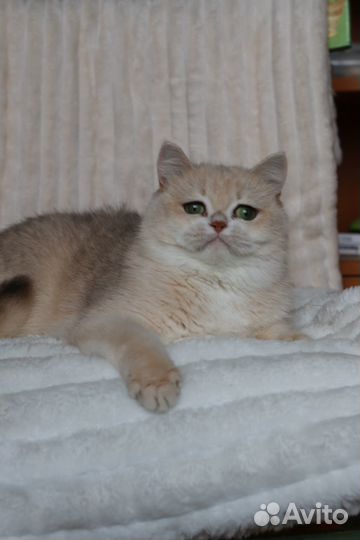 Британская голубая золотая