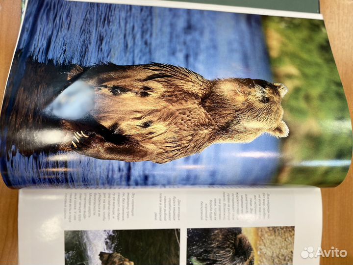 Медведи книга