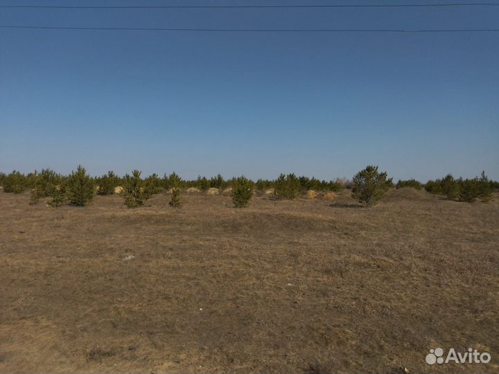 Сосна обыкновенная с комом земли