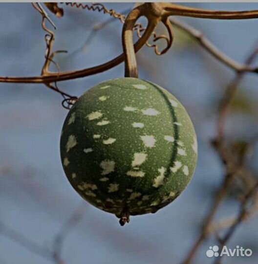 Семена Лагенарии колобас маракас