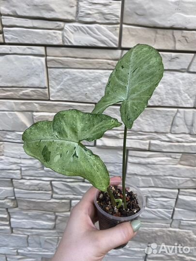 Сингониум freckles