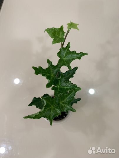 Плющ хедера